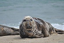 Мъжки сив тюлен морски бозайник животно halichoerus grypus.jpg