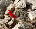 Mammillaria tetrancistra