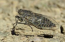 Maoricicada otagoensis otagoensis male singing from small stone on bare ground near Duffers Saddle, Central Otago.