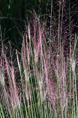 Zilganā molīnija (Molinia caerulea)