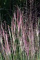 Purple moor-grass