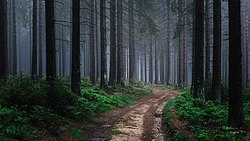 Mirkomarx Neu! mit Rothaarsteig in der Nähe von Hilchenbach am Morgen