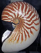 Nautilus stenomphalus