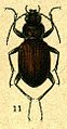 Nebria bonellei from Jacobson.jpg