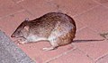 northern brown bandicoot