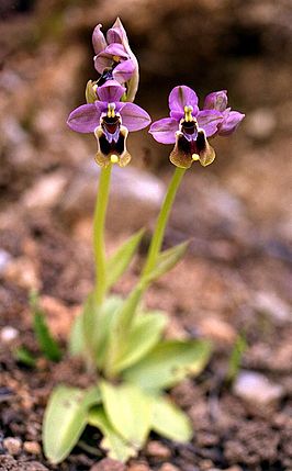 Ophrys tenthredinifera