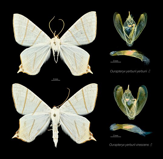 圖為尺蛾科淡黃雙斑尾尺蛾（ourapteryx yerburii）兩個亞種的雄性標本及生殖器切片，現存於英國自然史博物館。這是生殖隔離的例子，兩隻看起來一樣的亞種結構上只有一個分別，就是雄性生殖器內的叉骨。