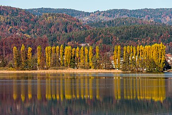 Peupliers sur les rives du Wörthersee à Pörtschach, en Carinthie. (définition réelle 4 928 × 3 280)