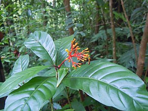 Palicourea croceoides, Martinique.
