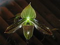 Paphiopedilum wardii