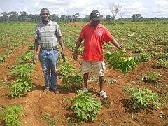 Culture du manioc