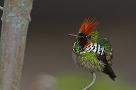 Frilled coquette