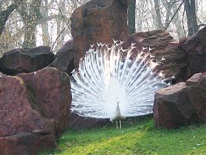 The exuberant tail of the peacock is thought t...