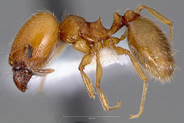 Pheidole yaqui