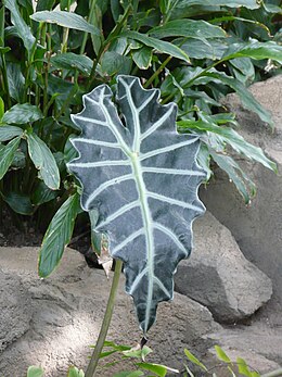 Alocasia sp. (Alocasia × amazonica?)