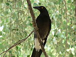 Pied Currawong, an invasive species in Australia