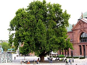 ĉirkaŭ 100-jara acerfolia platano (Platanus ×hispanica) antaŭ la ĉefa stacidomo de Wiesbaden (Germanujo)