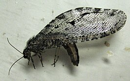 Polystoechotes punctata