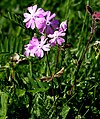 bird’s-eye primrose