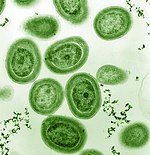 Prochlorococcus, an influential bacterium which produces much of the world's oxygen Prochlorococcus marinus.jpg