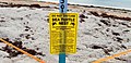 Image 115A protected sea turtle area that warns of fines and imprisonment on a beach in Miami, Florida. (from Marine conservation)