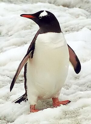 South polar region penguin