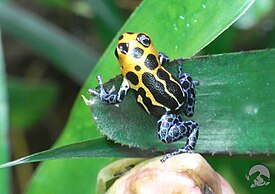 Ranitomeya imitator