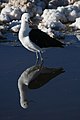 Andean avocet