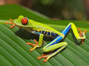 Red-eyed Tree Frog (Agalychnis callidryas), ph...