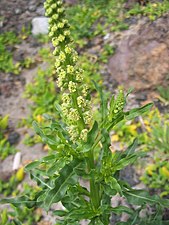 Reseda luteola, also known as dyers weed, yellow weed or weld, was the most popular source of yellow dye in Europe from the Middle Ages through the 18th century.