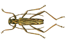 Rhabdoclytus acutivittis