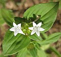 Miniatura para Richardia brasiliensis