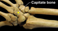 Right hand posterior view (dorsal view). Thumb on bottom.
