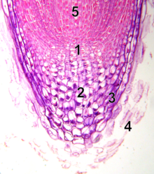 Apical meristem in root tip:
1: Meristem
2: Columella
showing statocytes with statoliths
3: Lateral part of the tip
4: Dead cells
5: Elongation zone Root-tip-tag.png