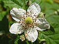 Rubus fruticosus flower