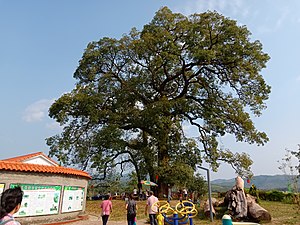 喺廣東韶關新豐馬頭鎮秀田村入面種嘅兩樖重陽木