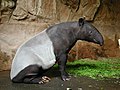 40. Tapiro dalla gualdrappa Tapirus indicus - Perissodactyla