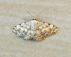 Scopula submutata (20814866012).jpg