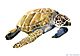 Sea-turtle watercolor.jpg