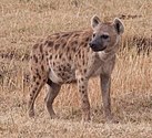 Gevlekte hyena (Crocuta crocuta)