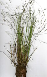 Miniatura para Agrostis avenacea