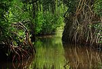 Miniatura para Laguna de Tacarigua