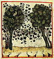 Vigne conduite en hautain arboré Tacuinum Sanitatis (1474), Paris, Bibliothèque nationale, Ms. lat. 9333