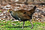 Tasmanian Native-hen