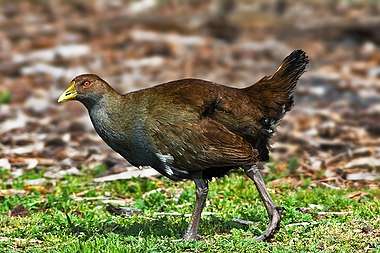 Tasmanian Native-hen