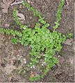 Тимьянлопань алкуксонь тикше (Veronica serpyllifolia)