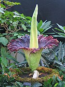 Titan Arum