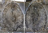 The paratype specimen of Titanokorys, a large anterior head sclerite