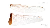 Male Tramea transmarina wings