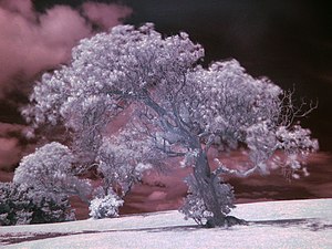 An example of infrared photography